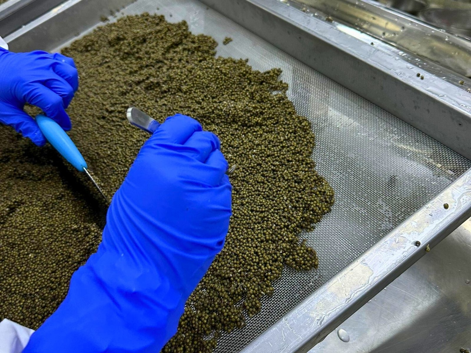 SALSA certified caviar supplier UK — food safety and CITES compliant SALSA certified caviar supplier UK — food safety and CITES compliant